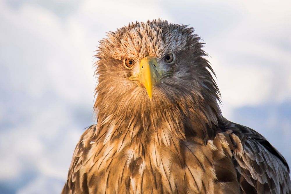 Japan-Hokkaido-Rausu-white-tailed eagle-Haliaeetus albicilla Headshot of a white-tailed eagle